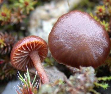 psilocybe montagnard