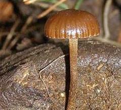 psilocybe quasi-coprophile