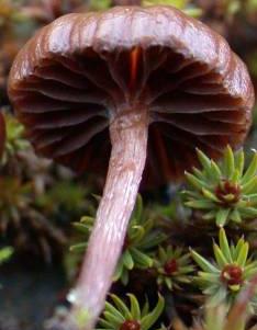 psilocybe roux sombre