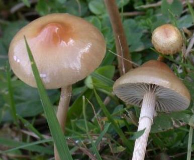 psilocybe umbone