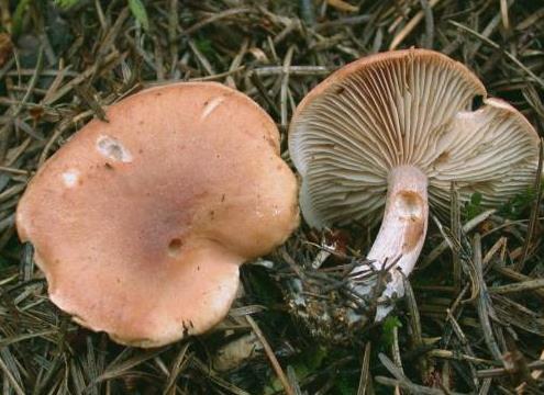 rhodocybe cuivre