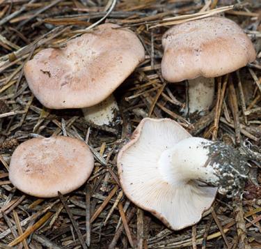 rhodocybe des cedres