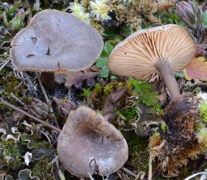 rhodocybe des sables rhodocybe des sables