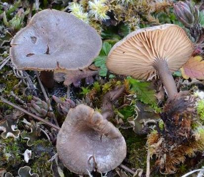 rhodocybe des sables