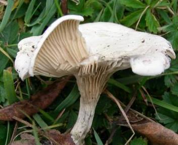 rhodocybe trompeur rhodocybe trompeur