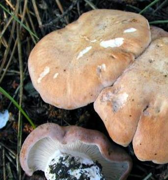 rhodocybe tronque rhodocybe tronque
