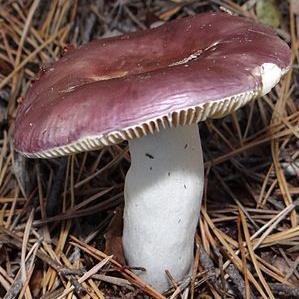 russule adulterine russule adulterine