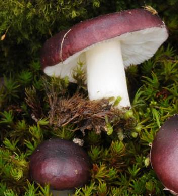 russule alpine russule alpine