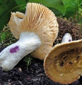 russule alutacee russule alutacee