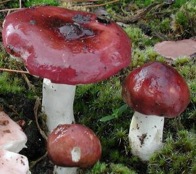 russule amere russule amere