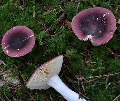 russule amethyste russule amethyste