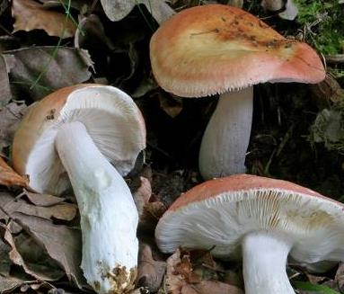 russule aurore russule aurore