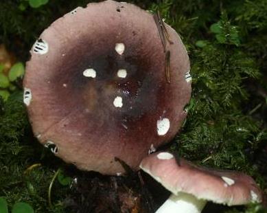 russule azuree russule azuree