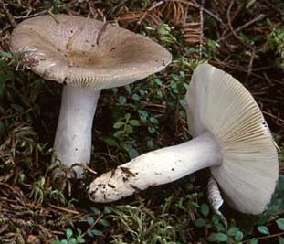 russule bistre russule bistre