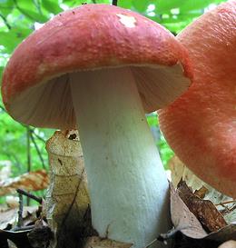 russule boreale russule boreale