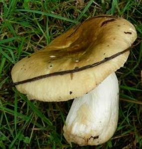russule brulante russule brulante