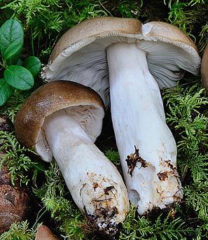 russule brun olivace russule brun olivace