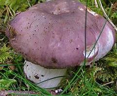 russule charbonniere russule charbonniere