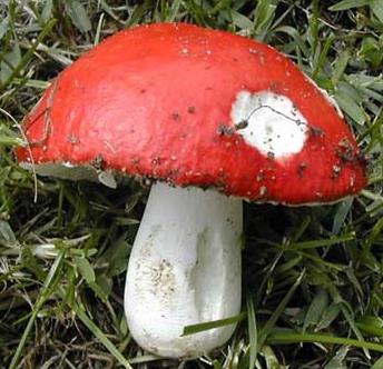 russule coccinee russule coccinee