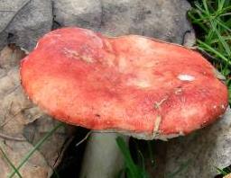russule couleur de peche russule couleur de peche