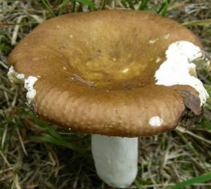 russule cuivree russule cuivree