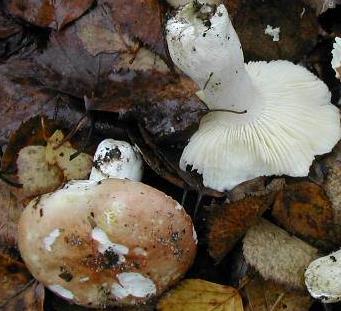 russule de font-quer russule de font-quer
