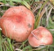 russule de la boue russule de la boue