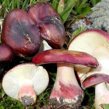 russule de la microsylve russule de la microsylve
