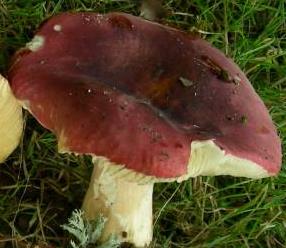 russule de la sevre russule de la sevre