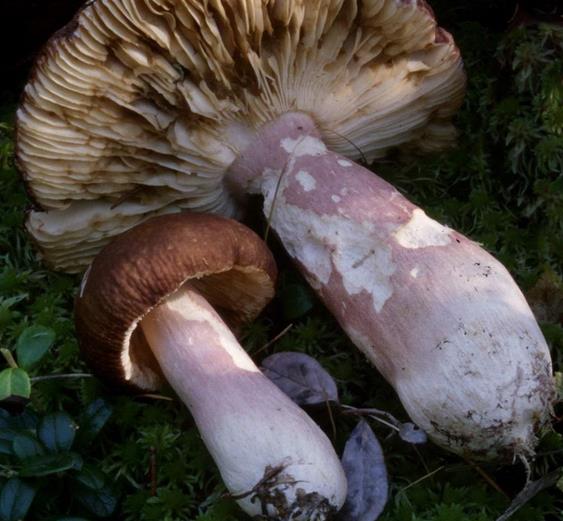 russule de la taïga russule de la taïga