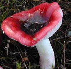 russule de norvege russule de norvege