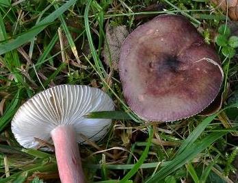 russule de quelet russule de quelet