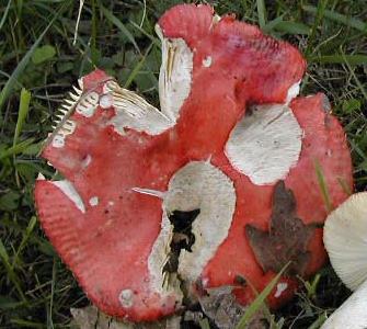 russule de velours rouge russule de velours rouge