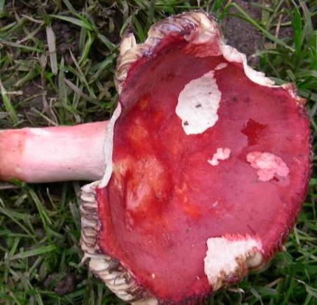 russule de zvara russule de zvara