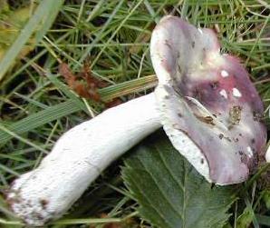 russule des aulnaies russule des aulnaies