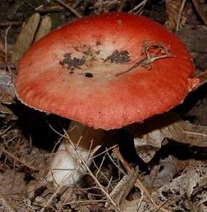 russule jaunissante russule jaunissante