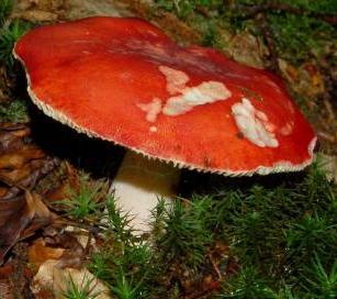 cul rouge cul rouge