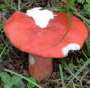 russule rouge sang russule rouge sang