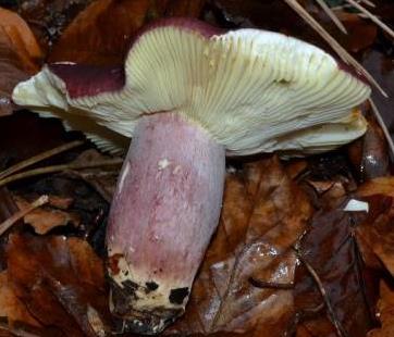 russule sardoine russule sardoine