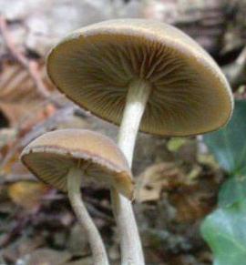 simocybe olivatre