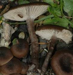 tephrocybe des charbonnieres